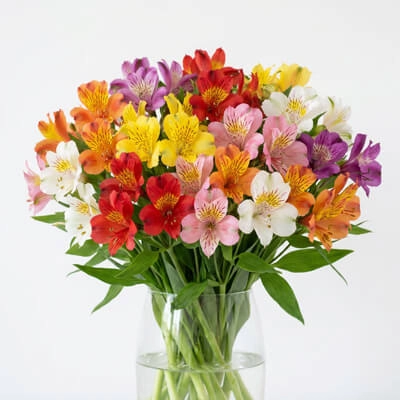 11. Alstroemeria